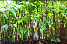 Multidisciplinary Artist